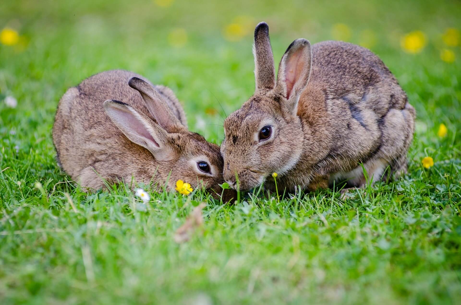 9 weetjes over konijnen