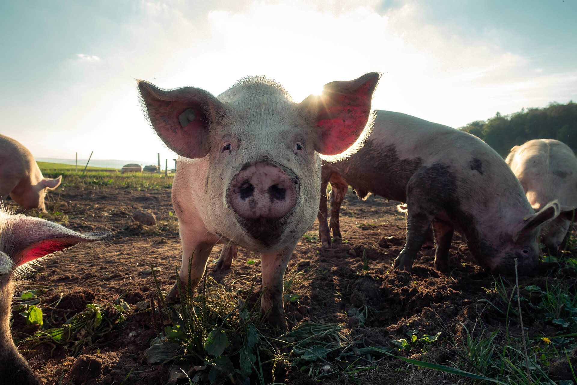 5 wetenschappelijke inzichten die tonen hoe slim varkens zijn