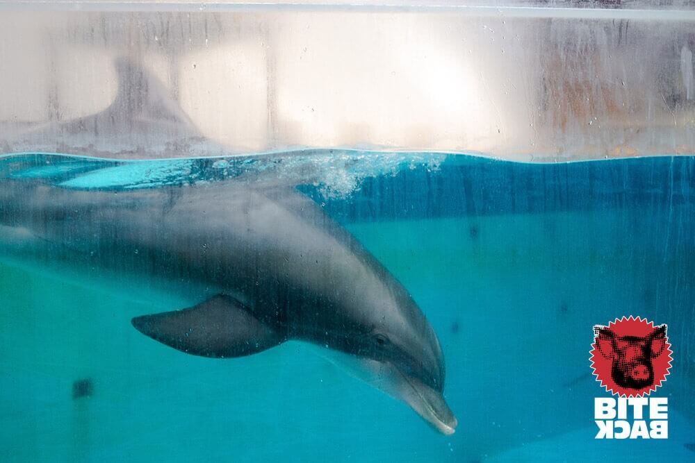 Dolfijnen Vrij